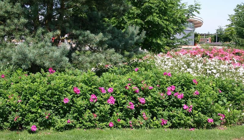 12. Шиповник (Rosa): Аромат, Самовосстановление и Витамины — Фото 7 12. Шиповник (Rosa): Аромат, Самовосстановление и Витамины — Фото 7