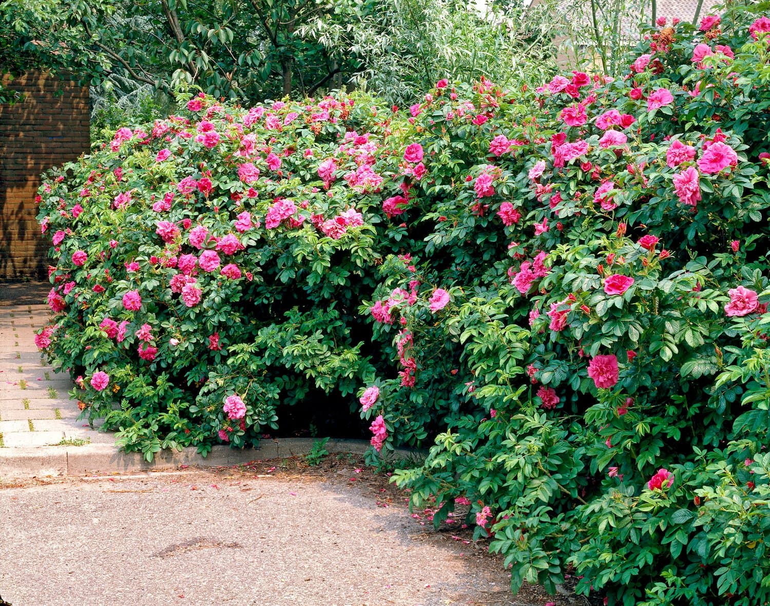 12. Шиповник (Rosa): Аромат, Самовосстановление и Витамины — Фото 8 12. Шиповник (Rosa): Аромат, Самовосстановление и Витамины — Фото 8
