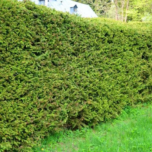 3. Ель Обыкновенная (Picea abies): Зеленый Щит и Лесная Классика — Фото 3 3. Ель Обыкновенная (Picea abies): Зеленый Щит и Лесная Классика — Фото 3